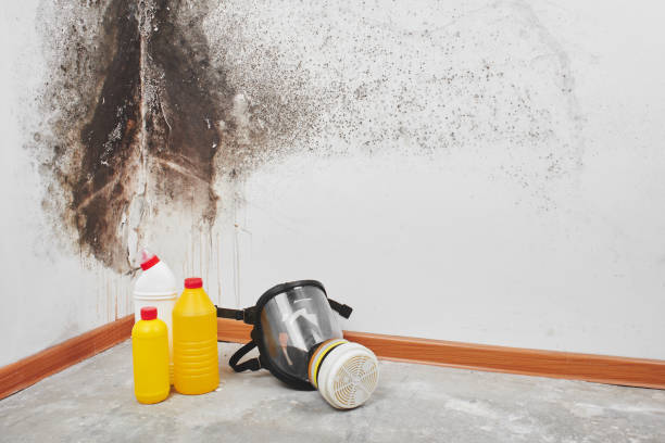 Reliable Madisonville, TX Mold Remediation Solutions