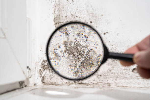 Best Residential Mold Inspection & Testing  in Madisonville, TX